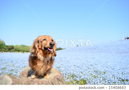 Nemophila Hill♪ Nemophila Hill♪ 15408683