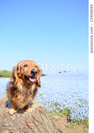 Nemophila Hill♪ Nemophila Hill♪ 15408684