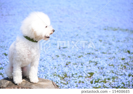 Nemophila Hill♪ Nemophila Hill♪ 15408685