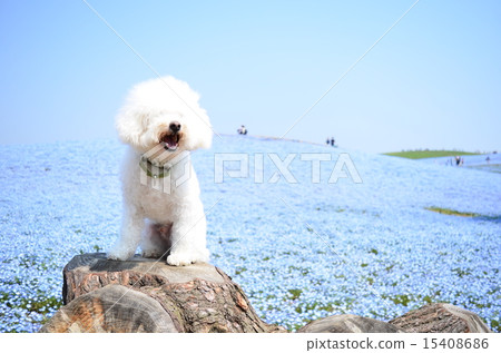 Nemophila Hill♪ 15408686