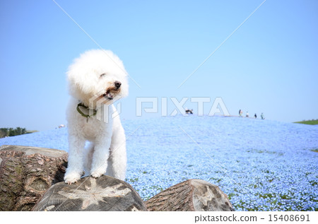 Nemophila Hill♪ Nemophila Hill♪ 15408691