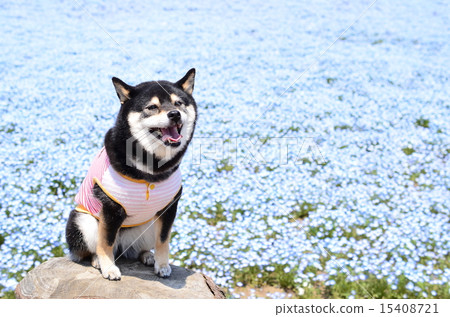 Nemophila Hill♪ 15408721