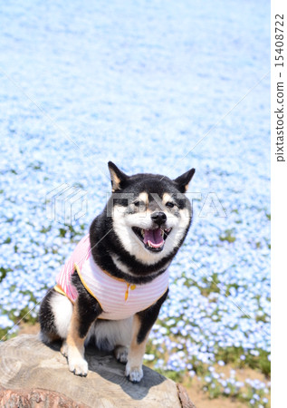 Nemophila Hill♪ 15408722