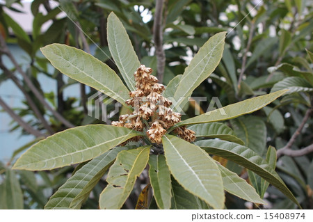 Biwaki flower core 15408974