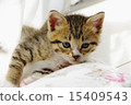 Playing kitten 15409543