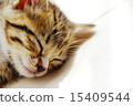 Kitten's sleeping face up 15409544