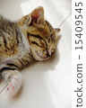 Kitten sleeping face 15409545