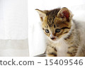 A staring kitten 15409546