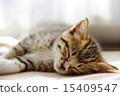 Kitten sleeping face 15409547
