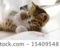Kitten lying playing loud 15409548