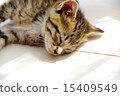 A sunny kitten 15409549
