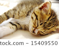 Kitten's cute sleepy face 15409550