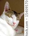 Pheasant white cat's sleeping face 15409570