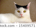 Serious black and white cat 15409571