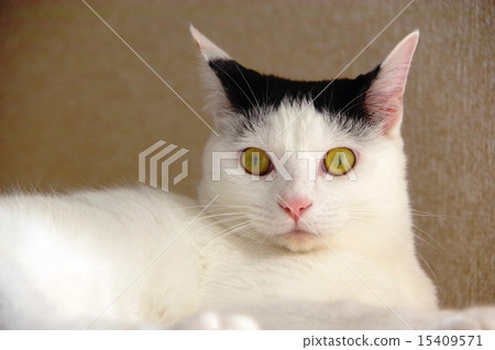 嚴肅的黑白貓 嚴肅的黑白貓 15409571