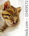 Kitten's sleeping face up 15409572
