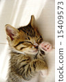 Kawaii sleeping kitten 15409573