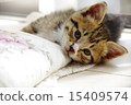 Kitten lying playing loud 15409574