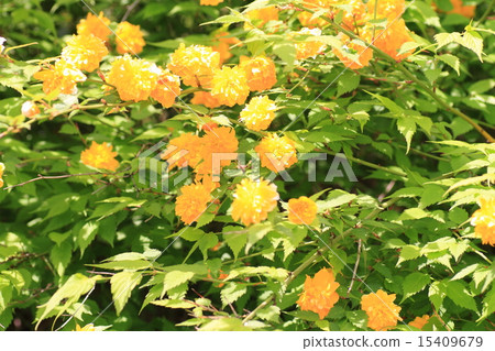 Yamaboki flowers Yamaboki flowers 15409679