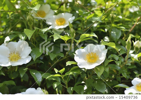 Rosa laevigata 15409736