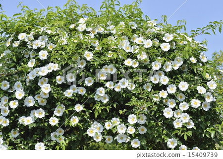 Rosa laevigata Rosa laevigata 15409739