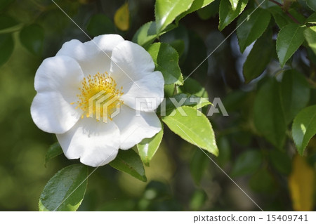 薔薇 薔薇 15409741