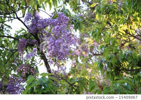 紫藤花 紫藤花 15409867