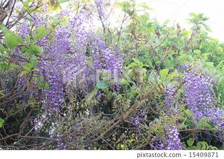 紫藤花 紫藤花 15409871
