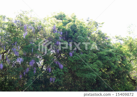 紫藤花 紫藤花 15409872