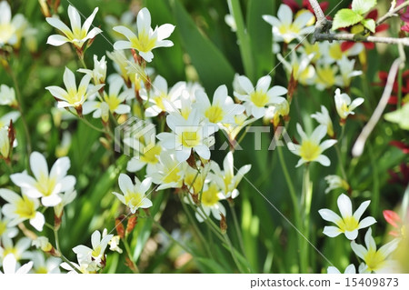 Suparakishisu Suparakishisu 15409873