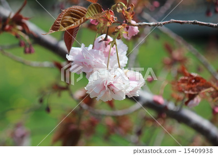 Cherry Blossoms	 15409938