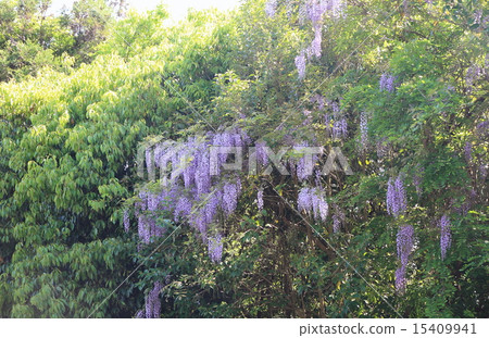 紫藤花 紫藤花 15409941