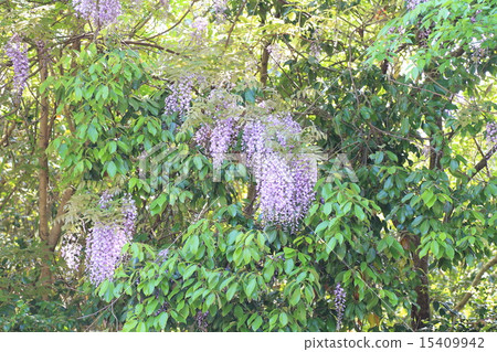 紫藤花 15409942