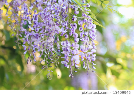 紫藤花 紫藤花 15409945