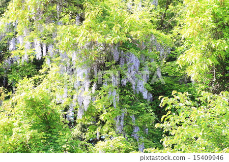 紫藤花 紫藤花 15409946