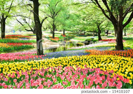 Tulip of the National Showa Memorial Park 15410107