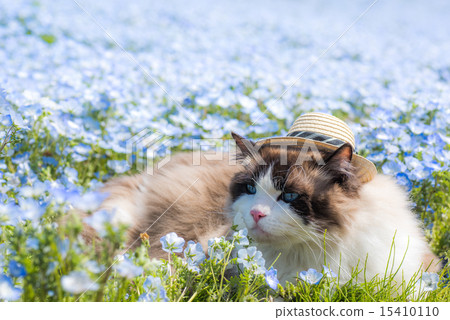 日立海濱公園的Nemophila 15410110
