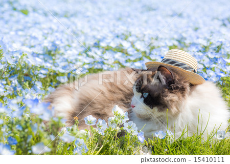 Nemophila of Hitachi Seaside Park 15410111