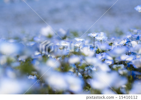 Nemophila of Hitachi Seaside Park 15410112