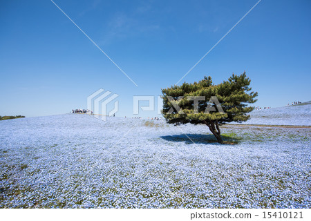 日立海濱公園的Nemophila 15410121