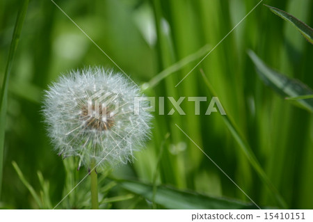 蒲公英 15410151