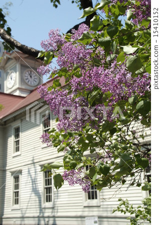 札幌市鐘樓春天 15410152