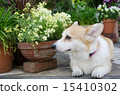 Flowers and dogs 15410302