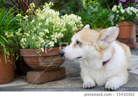 Flowers and dogs Flowers and dogs 15410302
