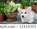 Flowers and dogs 15410303