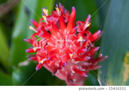Bromelia Bilbear Gear Bromelia Bilbear Gear 15410331