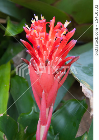 Bromelia Bilbel gear from portrait sideways 15410332