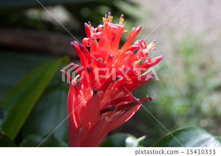 Bromelia Bilbel gear sideways from above 15410333