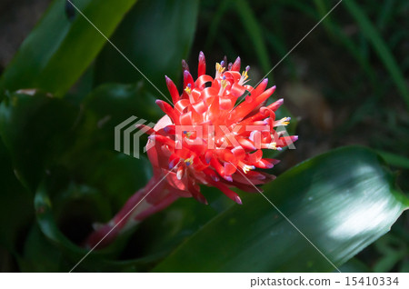 Bromelia Bilbergea leaves and flowers 15410334