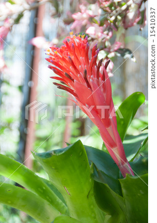Bromelia from the side of the Birbergea 15410337